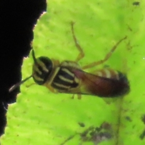 Palaeorhiza (Genus) at suppressed - suppressed