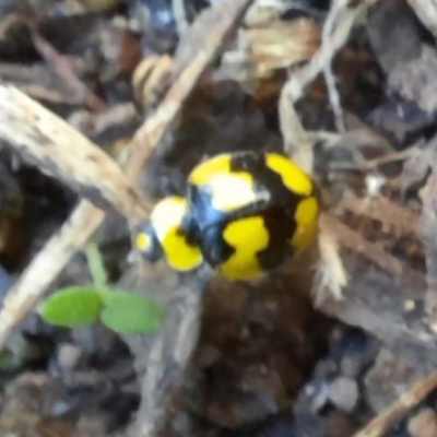 Illeis galbula (Fungus-eating Ladybird) at Goomboorian, QLD - 7 Jun 2023 by KevinM