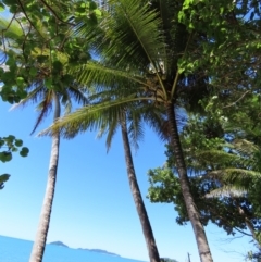 Cocos nucifera (Coconut Palm) at South Mission Beach, QLD - 14 Aug 2024 by lbradley