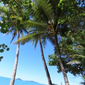 Cocos nucifera at South Mission Beach, QLD - 14 Aug 2024 11:53 AM