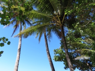 Cocos nucifera (Coconut Palm) at South Mission Beach, QLD - 14 Aug 2024 by lbradley