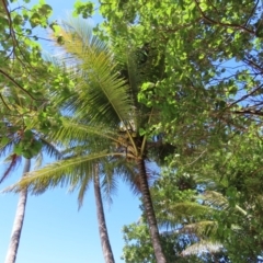 Cocos nucifera at South Mission Beach, QLD - 14 Aug 2024 11:53 AM