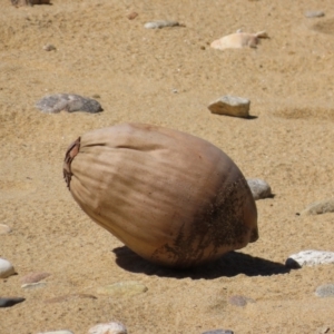 Cocos nucifera at South Mission Beach, QLD - 14 Aug 2024 11:53 AM