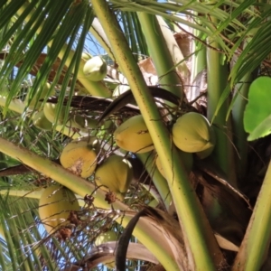 Cocos nucifera at South Mission Beach, QLD - 14 Aug 2024