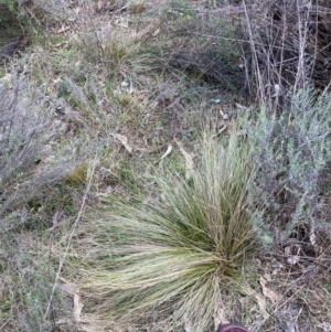 Nassella trichotoma at Watson, ACT - 12 Aug 2024