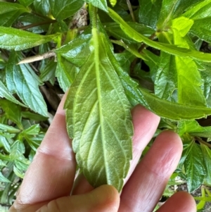 Sphagneticola trilobata at South Mission Beach, QLD - 14 Aug 2024