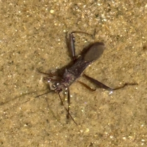 Alydidae (family) at South Mission Beach, QLD - 14 Aug 2024 11:34 AM