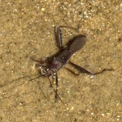 Alydidae (family) (A broad-headed bug) at South Mission Beach, QLD - 14 Aug 2024 by lbradley