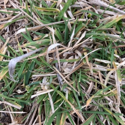 Nassella neesiana (Chilean Needlegrass) at Watson, ACT - 12 Aug 2024 by waltraud