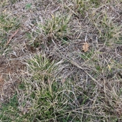 Nassella neesiana (Chilean Needlegrass) at Watson, ACT - 12 Aug 2024 by waltraud