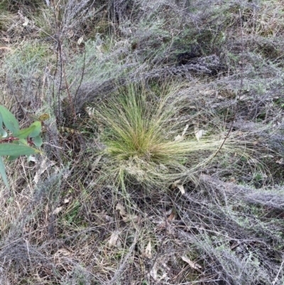 Nassella trichotoma (Serrated Tussock) at Watson, ACT - 12 Aug 2024 by waltraud