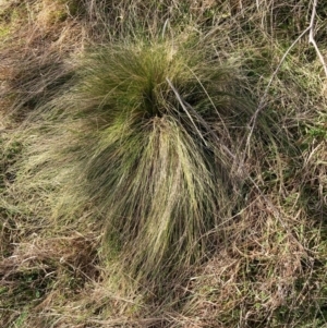 Nassella trichotoma at Watson, ACT - 12 Aug 2024