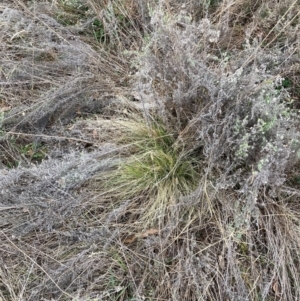 Nassella trichotoma at Watson, ACT - 12 Aug 2024