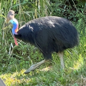 Casuarius casuarius at Carmoo, QLD - 14 Aug 2024