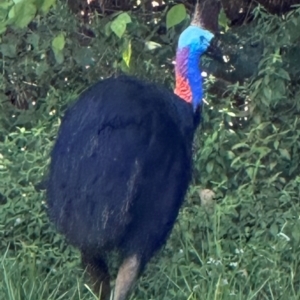 Casuarius casuarius at Carmoo, QLD - 14 Aug 2024