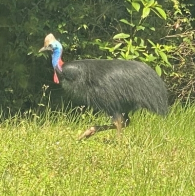 Casuarius casuarius (Southern Cassowary) at Tam O'Shanter, QLD - 14 Aug 2024 by lbradley