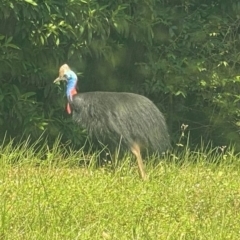 Casuarius casuarius at Tam O'Shanter, QLD - 14 Aug 2024