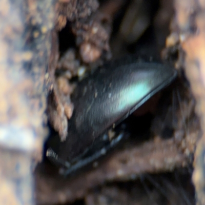 Chalcopteroides sp. (genus) (Rainbow darkling beetle) at Russell, ACT - 14 Aug 2024 by Hejor1