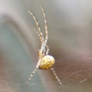 Parasteatoda sp. (genus) at Russell, ACT - 14 Aug 2024