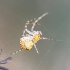 Parasteatoda sp. (genus) at Russell, ACT - 14 Aug 2024