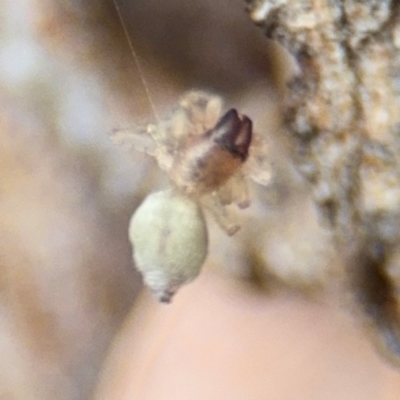 Dysdera crocata (Slater-eating Spider) at Russell, ACT - 14 Aug 2024 by Hejor1