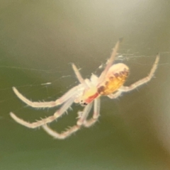 Araneus nigropunctatus at Russell, ACT - 14 Aug 2024 by Hejor1