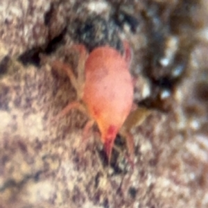 Bdellidae sp. (family) at Russell, ACT - 14 Aug 2024