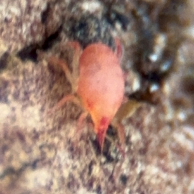 Bdellidae sp. (family) (Unidentified Snout Mite) at Russell, ACT - 14 Aug 2024 by Hejor1