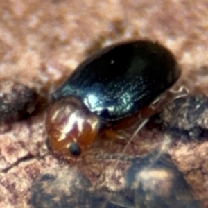 Nisotra sp. (genus) at Russell, ACT - 14 Aug 2024