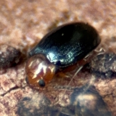 Nisotra sp. (genus) (Flea beetle) at Russell, ACT - 14 Aug 2024 by Hejor1