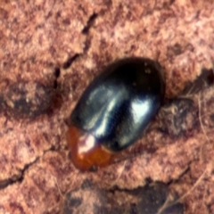 Nisotra sp. (genus) at Russell, ACT - 14 Aug 2024