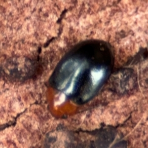 Nisotra sp. (genus) at Russell, ACT - 14 Aug 2024