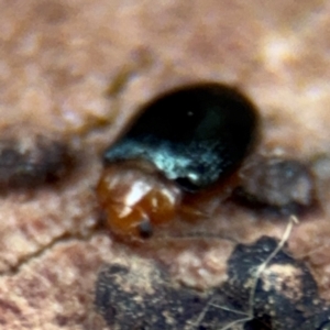 Nisotra sp. (genus) at Russell, ACT - 14 Aug 2024