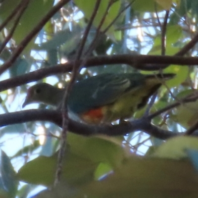 Ptilinopus regina (Rose-crowned Fruit-Dove) at Bemerside, QLD - 14 Aug 2024 by lbradley