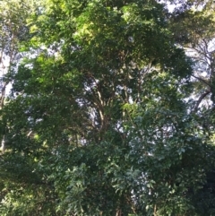 Harpullia pendula (Tulipwood) at Whitfield, QLD - 14 Aug 2024 by JasonPStewartNMsnc2016