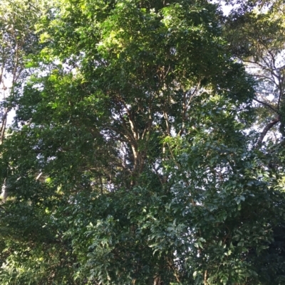 Harpullia pendula (Tulipwood) at Whitfield, QLD - 14 Aug 2024 by JasonPStewartNMsnc2016