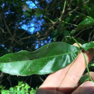 Atalaya rigida at Whitfield, QLD - 14 Aug 2024