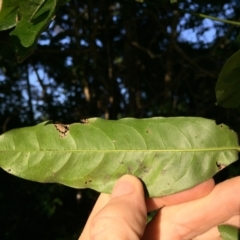 Atalaya rigida at Whitfield, QLD - 14 Aug 2024