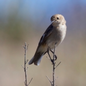 Petroica phoenicea at Rendezvous Creek, ACT - 11 Aug 2024 12:29 PM