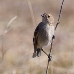 Petroica phoenicea at Rendezvous Creek, ACT - 11 Aug 2024