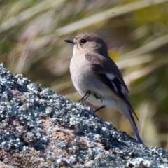 Petroica phoenicea at Rendezvous Creek, ACT - 11 Aug 2024 12:29 PM