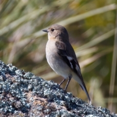 Petroica phoenicea at Rendezvous Creek, ACT - 11 Aug 2024