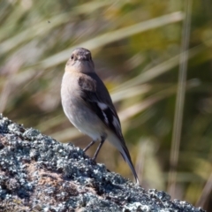 Petroica phoenicea at Rendezvous Creek, ACT - 11 Aug 2024 12:29 PM