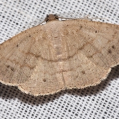 Casbia rectaria (Pomaderris Moth) at Sheldon, QLD - 9 Mar 2024 by PJH123