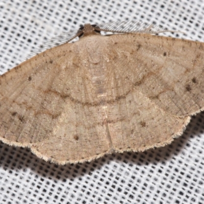 Casbia rectaria (Pomaderris Moth) at Sheldon, QLD - 9 Mar 2024 by PJH123