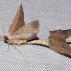 Casbia rectaria (Pomaderris Moth) at Sheldon, QLD - 9 Mar 2024 by PJH123