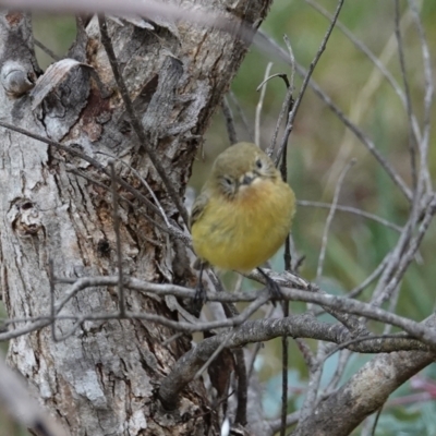 Acanthiza nana (Yellow Thornbill) at Hall, ACT - 13 Aug 2024 by Anna123