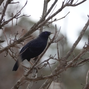 Ptilonorhynchus violaceus at Hall, ACT - 12 Aug 2024