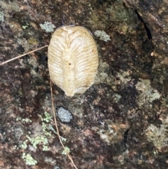 Mantidae - egg case (family) (Egg case of praying mantis) at Bookham, NSW - 14 Aug 2024 by AnneG1