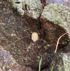 Mantidae - egg case (family) at Bookham, NSW - 14 Aug 2024 01:26 PM